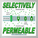Selectively Permeable Posters