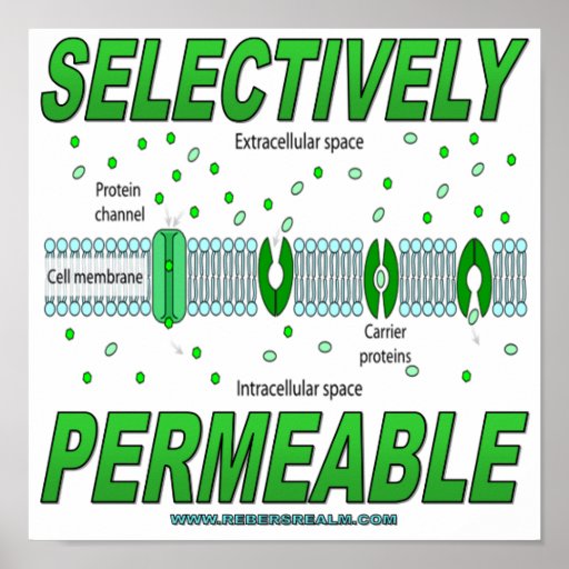 selectively-permeable-posters-zazzle