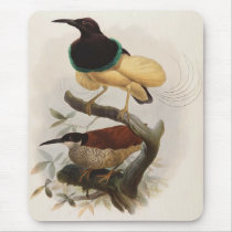 Seleucides alba - Twelve Wire Bird Of Paradise mousepads