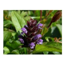 Self-heal, Medicinal Plant, Unalaska Island Post Cards
