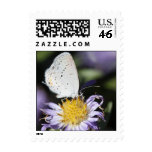 Sellos blancos de la mariposa
