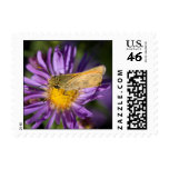 Sellos de la mariposa y del aster