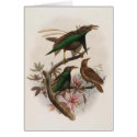 Semioptera wallacii - Wallace's Bird Of Paradise cards