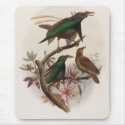 Semioptera wallacii - Wallace's Bird Of Paradise mousepads