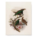 Semioptera wallacii - Wallace's Bird Of Paradise posters