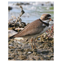 Semipalmated Plover Personalized Flyer