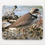 Semipalmated Plover Mouse Pad