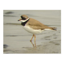 Semipalmated Plover Postcard