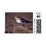 Semipalmated Sandpiper Semipalmated Sandpiper