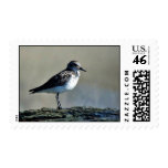 Semipalmated Sandpiper Semipalmated Sandpiper