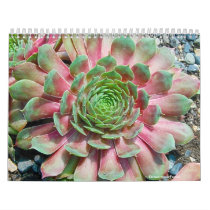 Sempervivum and Jovibarba Calendars