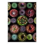 Sempervivum Card