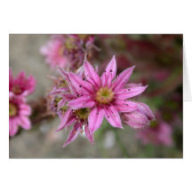 Sempervivum tectorum greeting card