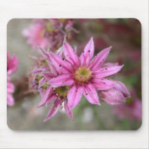 Sempervivum tectorum mouse pad