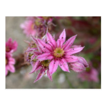 Sempervivum tectorum postcards