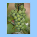 Seneca Grapes postcards by cheriperry Seneca Grapes postcards
