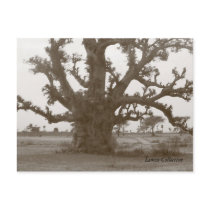 Senegal Baobab Tree Post Cards
