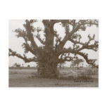 Senegal Baobab Tree Post Cards