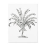 Senegal Date Palm Postcards
