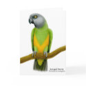 Senegal Parrot Greeting Card