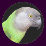 SENEGAL PARROT HEAD