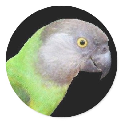SENEGAL PARROT HEAD ROUND STICKERS by cowpainter