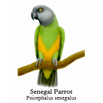 Senegal Parrot Ladies Babydoll t-shirts