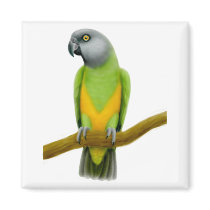 Senegal Parrot Magnet by twopurringcats Senegal Parrot Magnet