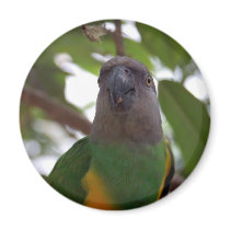 Senegal Parrot magnets by SilenasImages Senegal Parrot magnets