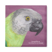 Senegal Parrot Pastel magnets by cowpainter Senegal Parrot Pastel magnets