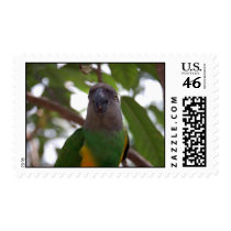 Senegal Parrot postage by SilenasImages Senegal Parrot postage