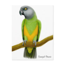Senegal Parrot Postcard