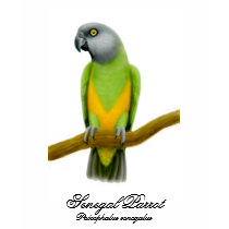 Senegal Parrot Scoop Neck Tee t-shirts by twopurringcats Senegal Parrot Scoop Neck Tee t-shirts