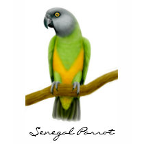 Senegal Parrot Spaghetti Top t-shirts by twopurringcats Senegal Parrot Spaghetti Top t-shirts