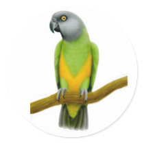 Senegal Parrot Sticker by twopurringcats Senegal Parrot Sticker