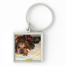 senior dog in the intensive care unit with a keychain
