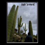 Señor "SA-WAH-RO" postcards