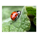 Señora Bug On A Leaf Tarjetas Postales