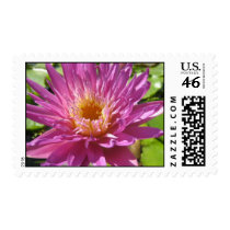 Senorita stamps