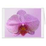 Sensual Card | Zazzle