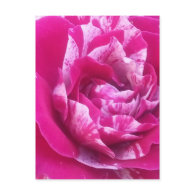 Sentimental rose postcard