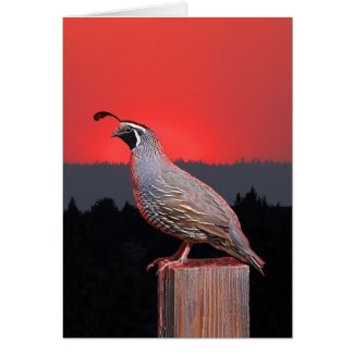SENTINEL AT SUNSET card