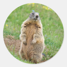 Sentinel marmot round stickers