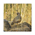 Sentinel Quail Magnet by shawke123 Sentinel Quail Magnet