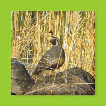 Sentinel Quail Magnet