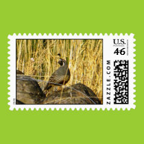 Sentinel quail postage stamps