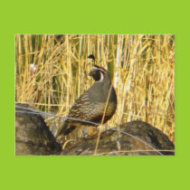 Sentinel quail postcard postcards
