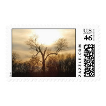 Seperation Postage