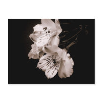 Sepia Alstroemeria Lily Postcard