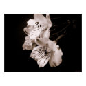 Sepia Alstroemeria Lily Poster posters
